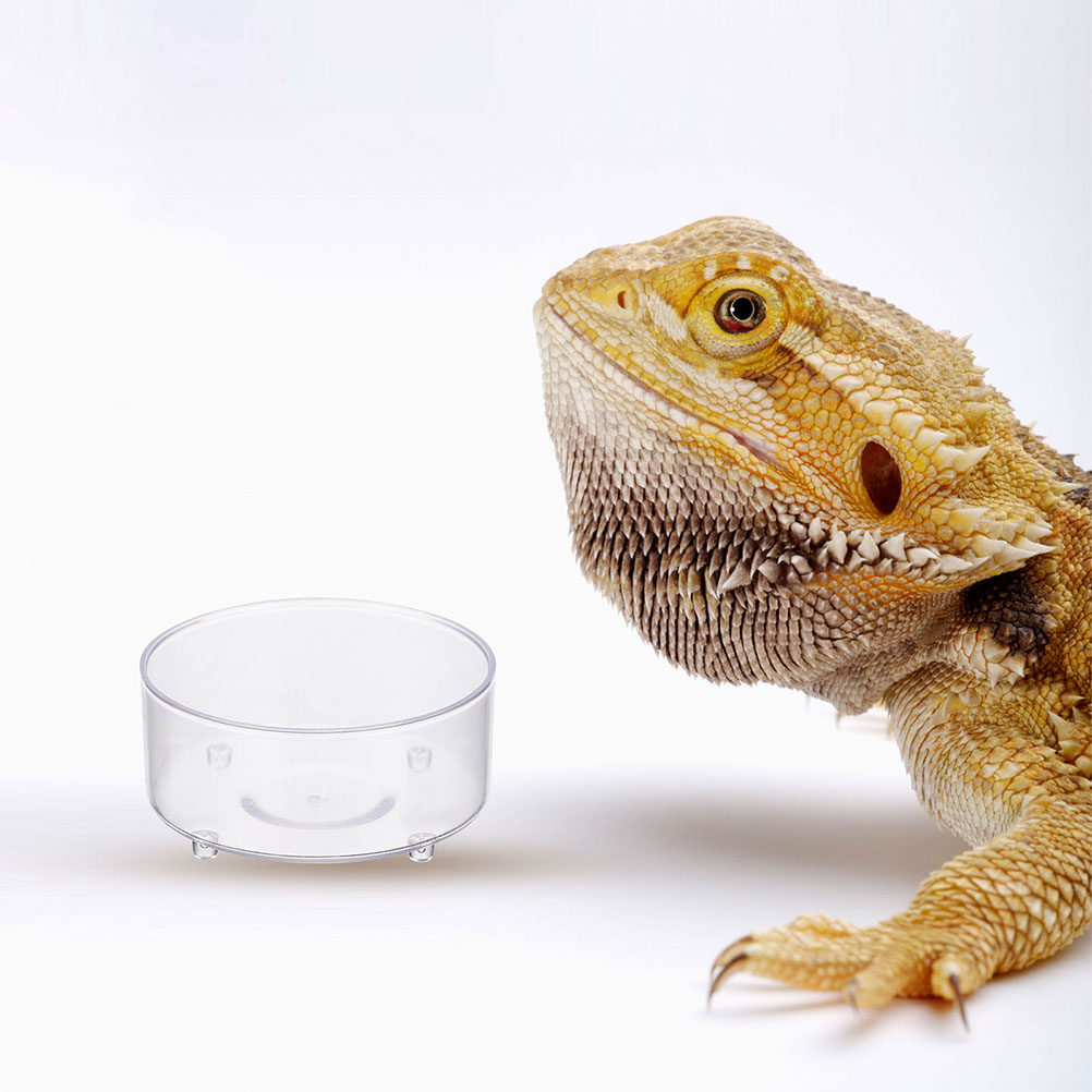 Water Dish Reptile - 10 Peças Tigela de Alimentação para