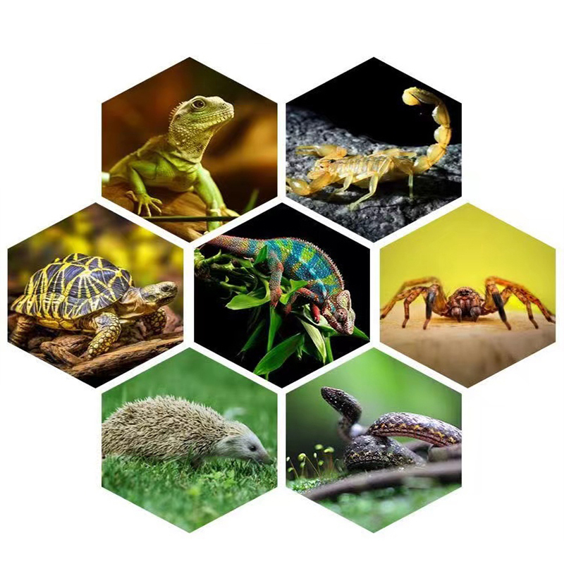 E27 13w/26w réptil lâmpada uvb - Calcium Powder Reptile avaliação e preço