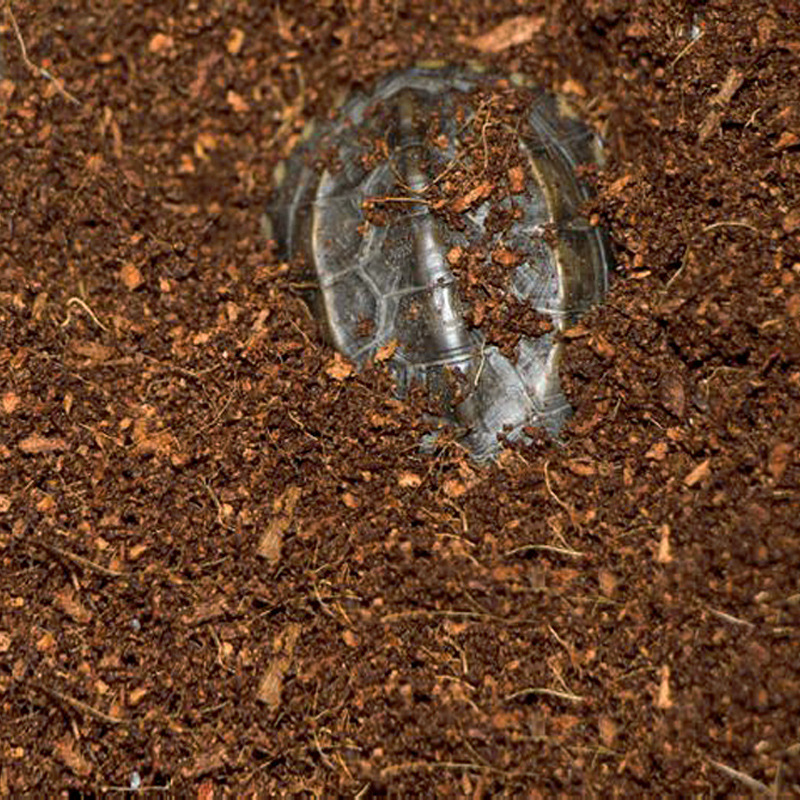 WAJABABY Tijolo de coco pronto - Substrate Coconut Fiber avaliação e preço