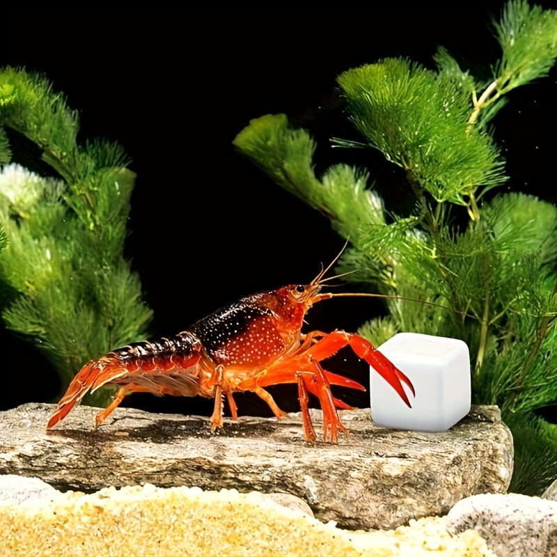 6 Peças de Bloco de Cálcio Min - Calcium Powder Reptile avaliação e preço
